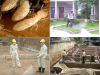 Cách diệt mối nhanh nhất cho công ty 