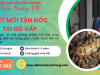 Diệt mối tận gốc tại Gò Vấp