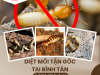 Diệt mối tận gốc tại Bình Tân