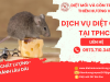 Dịch vụ diệt chuột tại TPHCM