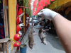 Dịch vụ diệt chuột tại Đồng Nai