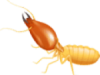  XỬ LÝ MỐI 