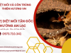 Đơn vị diệt mối tận gốc Quận Bình Tân