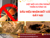 Dấu hiệu nhận biết có mối gây hại 