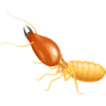  XỬ LÝ MỐI 