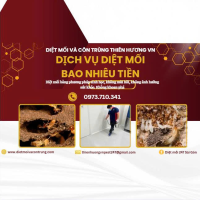 Dịch vụ diệt mối bao nhiêu tiền