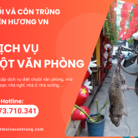 Dịch vụ diệt chuột văn phòng