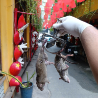 Dịch vụ diệt chuột tại Đồng Nai