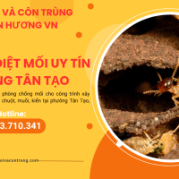 Công ty diệt mối uy tín phường Tân Tạo 