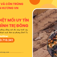 Công ty diệt mối uy tín phường Bình Trị Đông