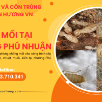 Diệt mối tại phường Phú Nhuận 
