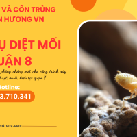 Dịch vụ diệt mối quận 8
