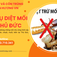 Dịch vụ diệt mối tại Thủ Đức
