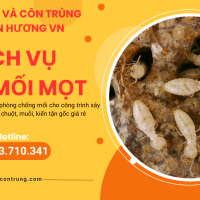 Dịch vụ diệt mối mọt