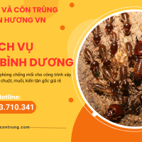 Dịch vụ diệt mối Bình Dương 