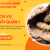 Dịch vụ diệt mối quận 1