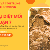 Dịch vụ diệt mối quận 7