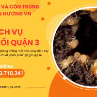 Dịch vụ diệt mối quận 3 