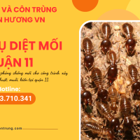 Dịch vụ diệt mối quận 11