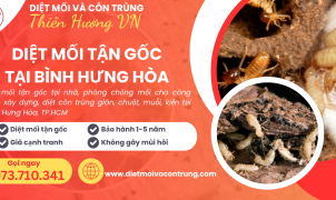 Diệt mối tận gốc tại Bình Hưng Hòa
