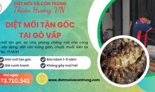 Diệt mối tận gốc tại Gò Vấp