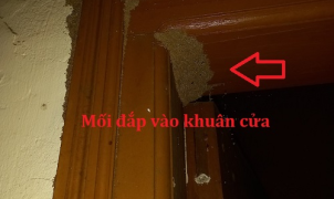 Dịch vụ diệt mối Quận 12 – Giải pháp bảo vệ công trình và nội thất bền vững