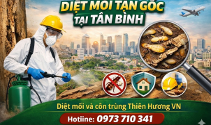 Diệt mối tận gốc tại Tân Bình