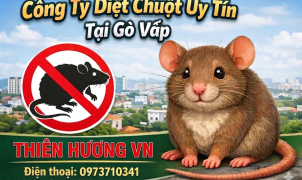 Công ty diệt chuột uy tín tại Gò Vấp