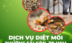 Dịch vụ diệt mối  q1