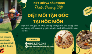 Diệt mối tận gốc tại Hóc Môn