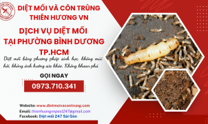 Dịch vụ diệt mối  Bình Dương, TP.HCM