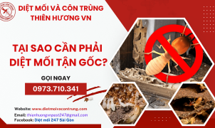 Tại sao cần phải diệt mối tận gốc?