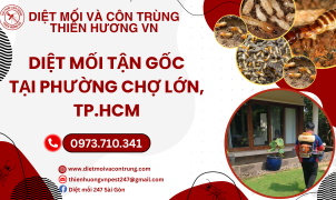 Diệt mối tận gốc tại phường Chợ Lớn, TP.HCM