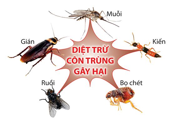 Diệt mối và côn trùng Thiên Hương BIO: diệt trừ côn trùng gây hại uy tín, chuyên nghiệp
