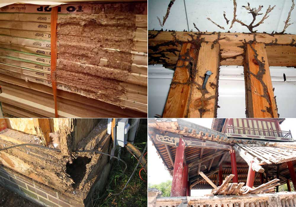 Dịch vụ Diêt Mối