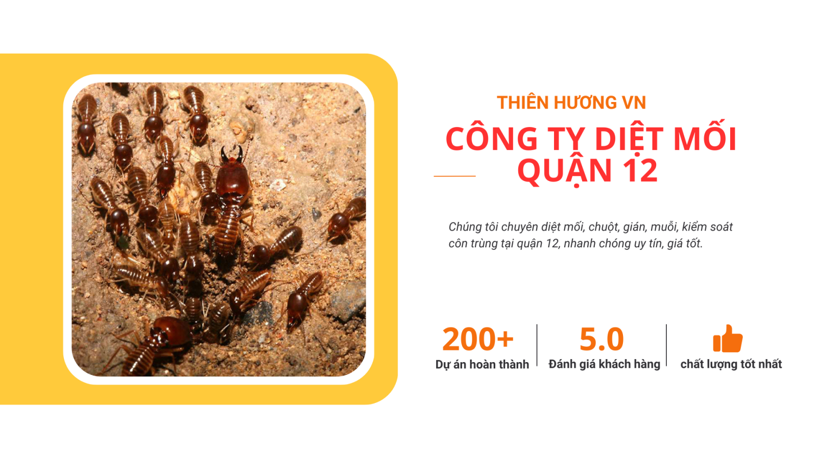 công ty diệt mối quận 12