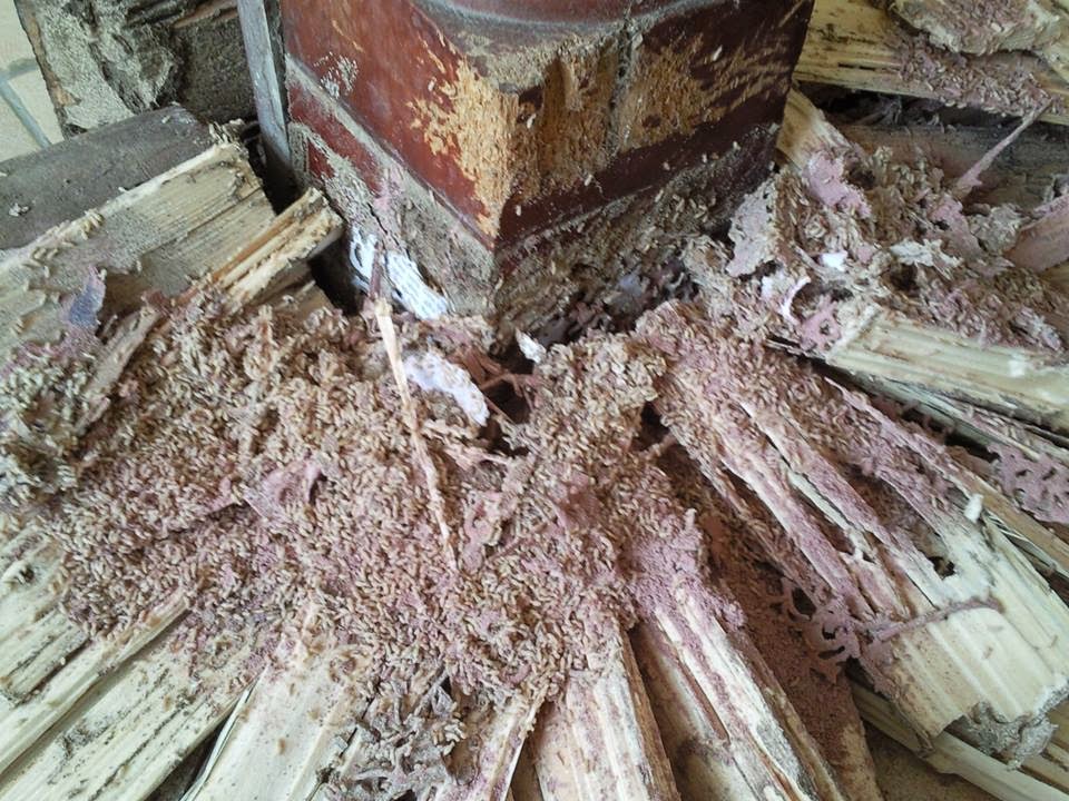 Diệt mối tận gốc tại Tân Bình
