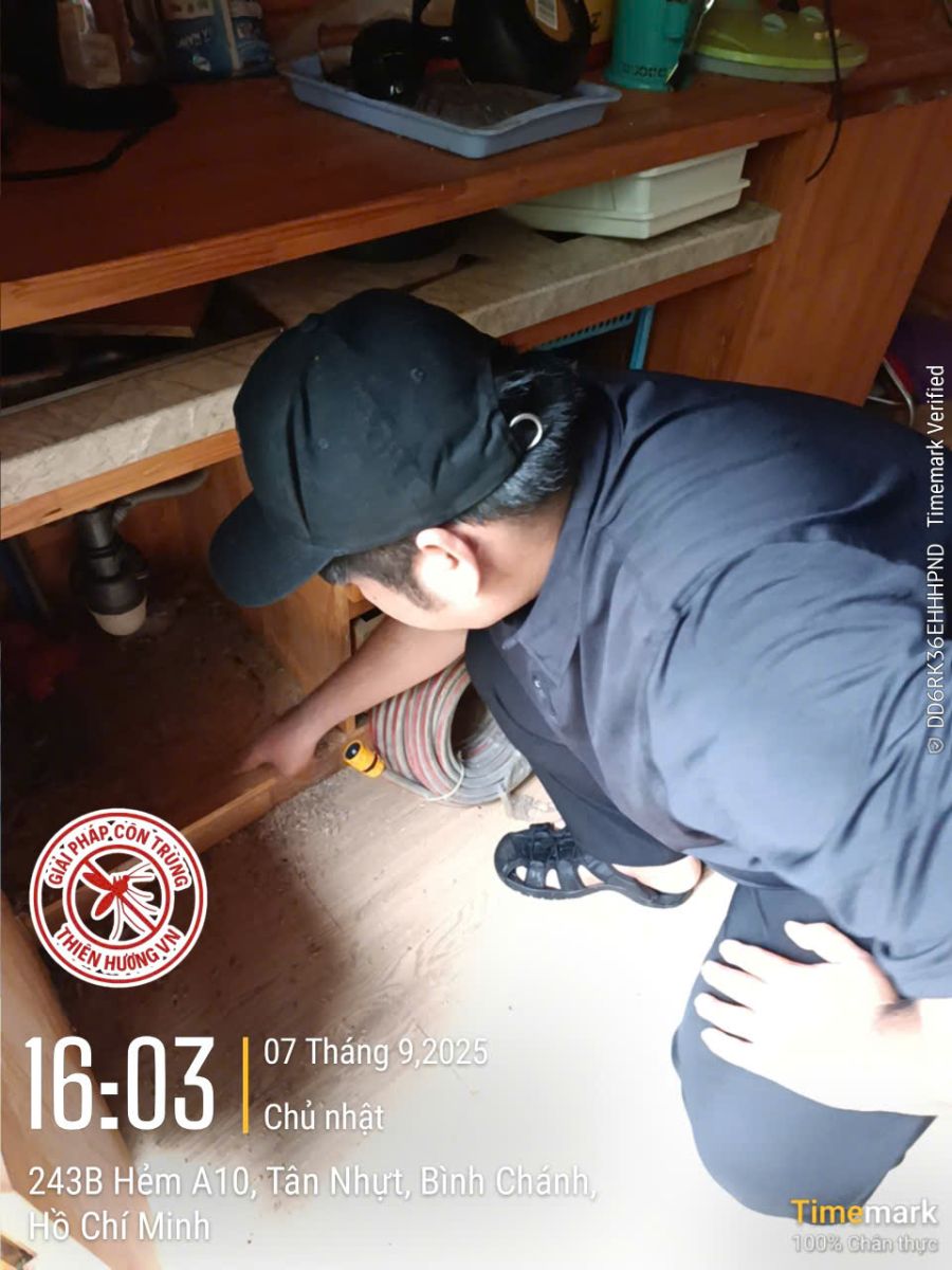 Bí quyết phòng chống mối cho kho gỗ
