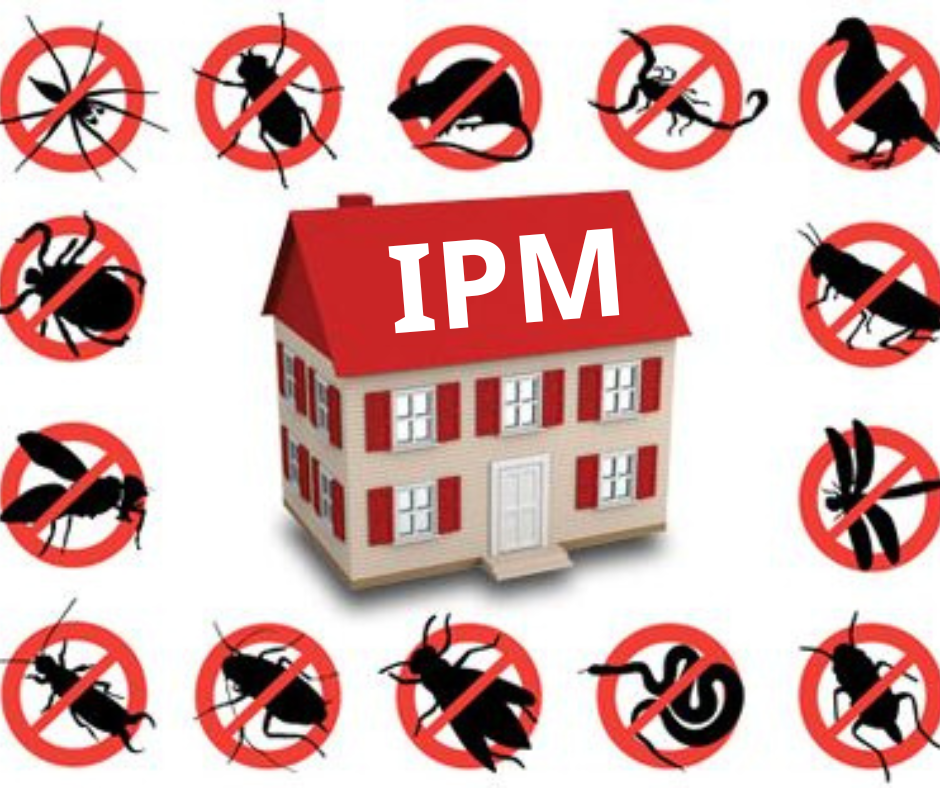 Phương pháp phòng chống mối tổng hợp (Integrated Pest Management - IPM) – Giải pháp toàn diện, bền vững