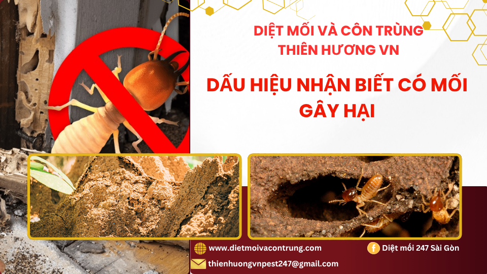 Dấu hiệu nhận biết có mối gây hại 