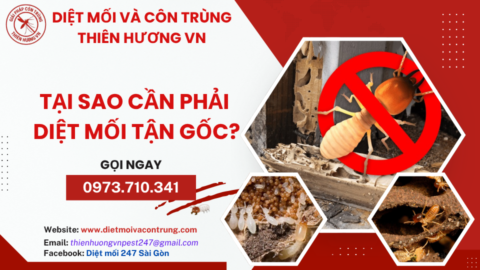 Tại sao cần phải diệt mối tận gốc?