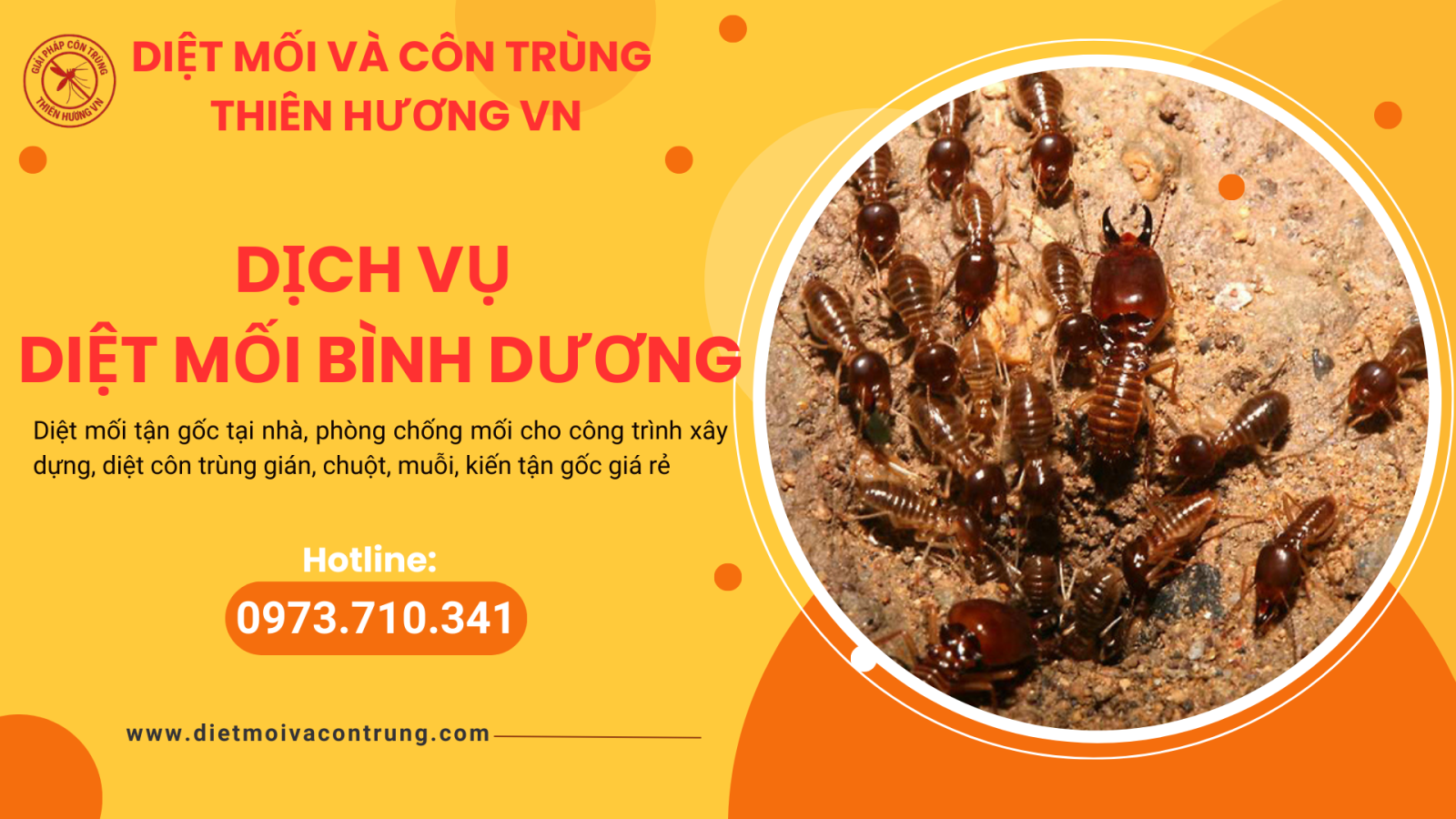 Dịch vụ diệt mối Bình Dương