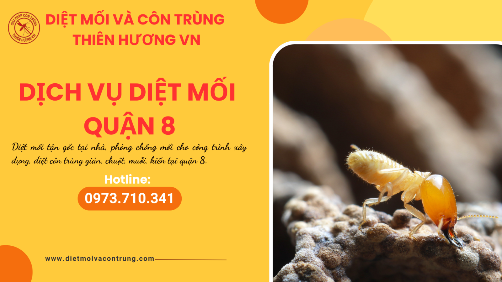 Dịch vụ diệt mối quận 8