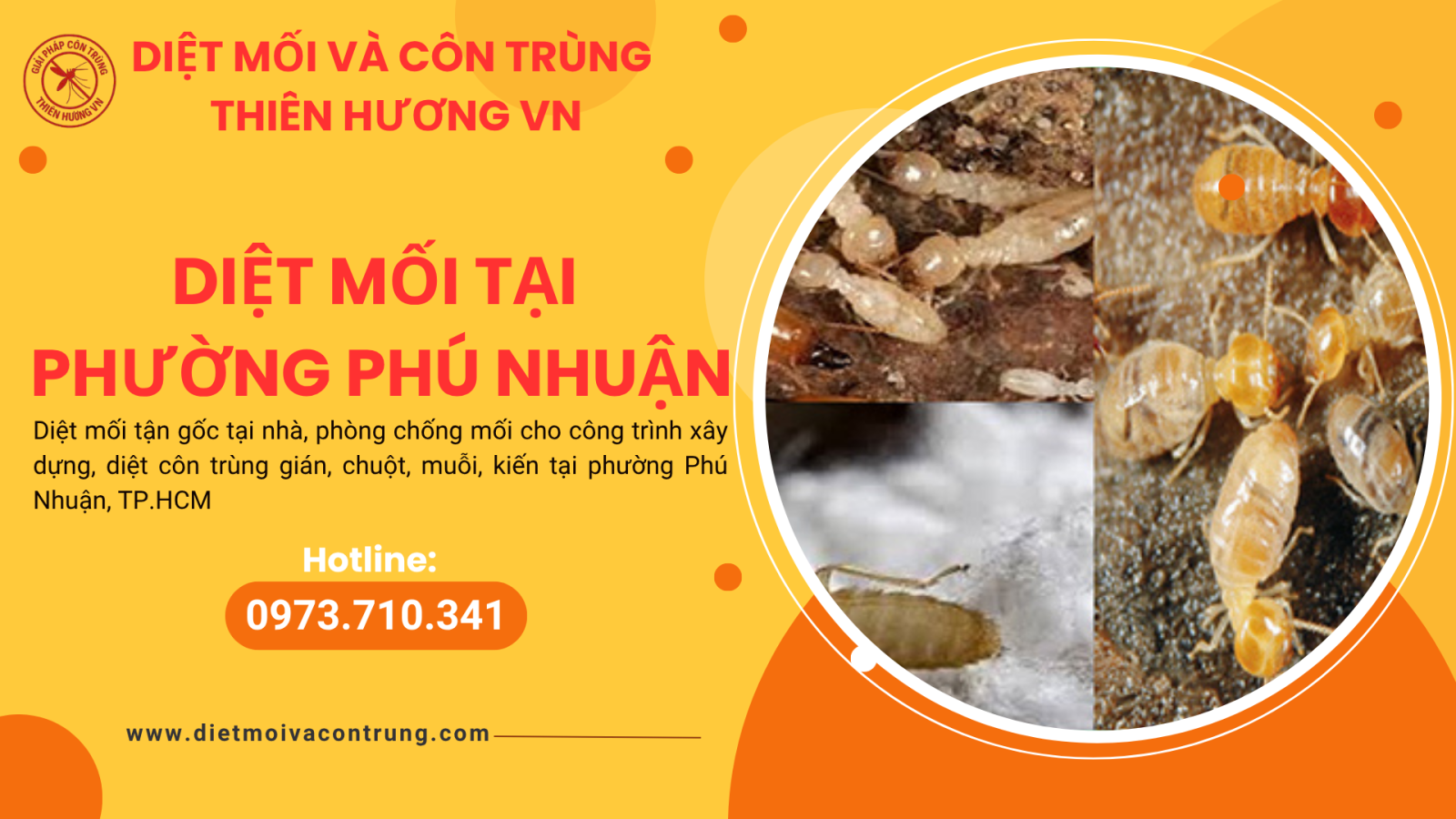 Diệt mối tại phường Phú Nhuận 