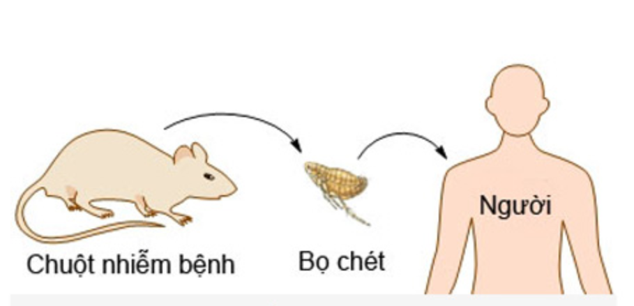 Tác hại khôn lường của loài chuột 