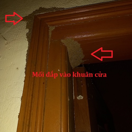 Dịch vụ diệt mối Quận 12