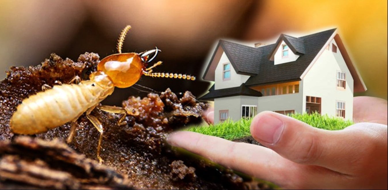Khu vực diệt mối tận gốc lân cận khác của Thiên Hương VN