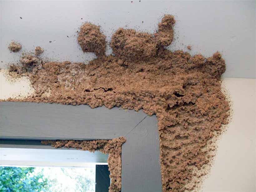 Hình ảnh về tác hại của mối gây ra cho ngôi nhà