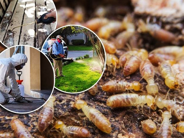 Những câu hỏi thường gặp về Dịch vụ diệt mối phường An Đông, TP.HCM của Thiên Hương VN