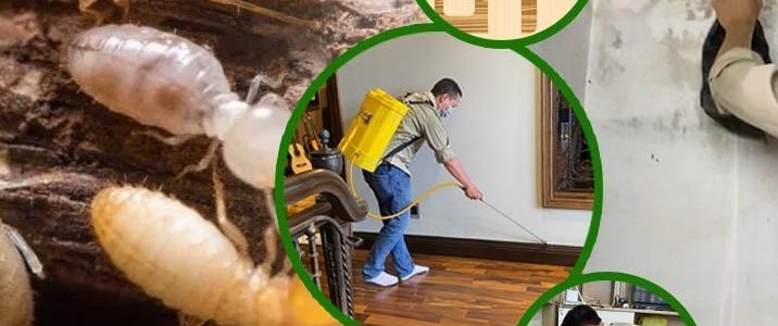 Tại sao nên lựa chọn Thiên Hương BIO cho dịch vụ diệt mối phường Sài Gòn, TP.HCM?